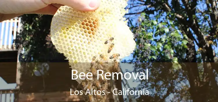 Bee Removal Los Altos - California