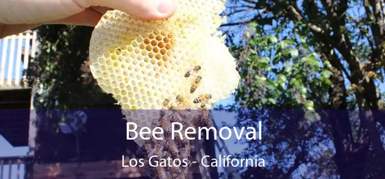 Bee Removal Los Gatos - California