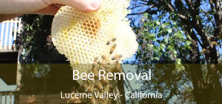 Bee Removal Lucerne Valley - California