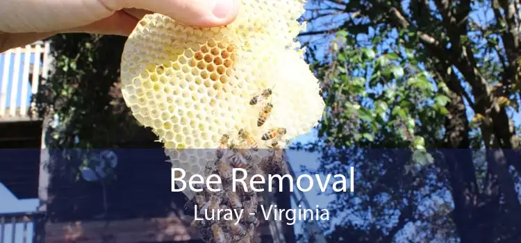 Bee Removal Luray - Virginia