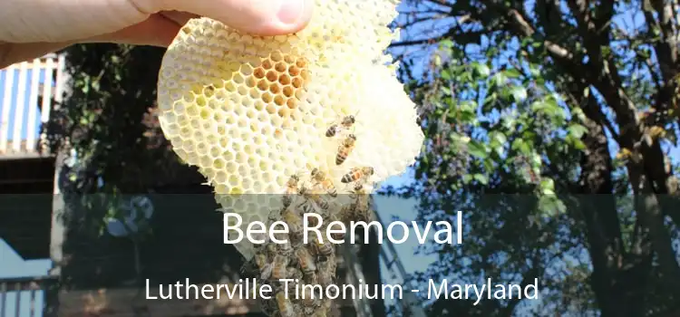 Bee Removal Lutherville Timonium - Maryland