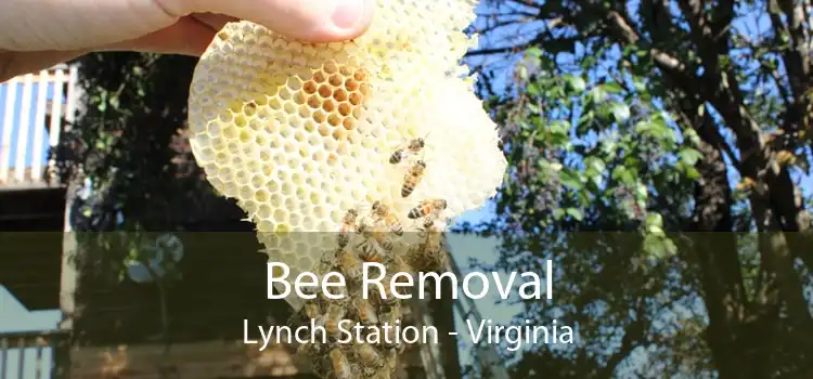 Bee Removal Lynch Station - Virginia