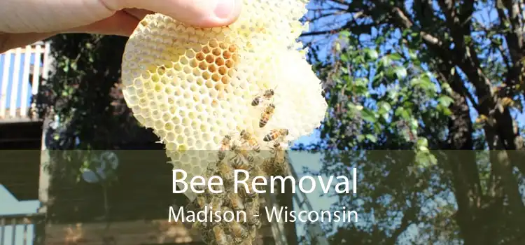 Bee Removal Madison - Wisconsin