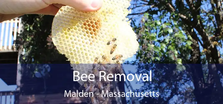 Bee Removal Malden - Massachusetts