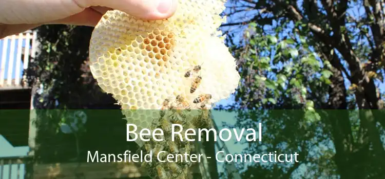 Bee Removal Mansfield Center - Connecticut