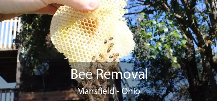 Bee Removal Mansfield - Ohio