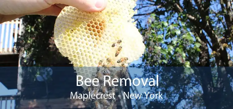 Bee Removal Maplecrest - New York