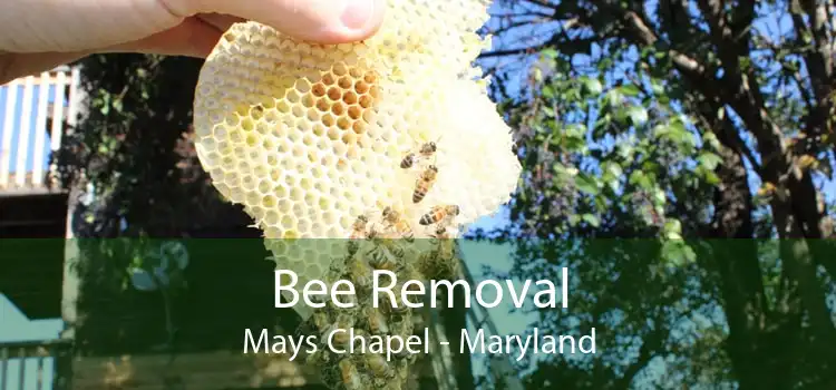 Bee Removal Mays Chapel - Maryland