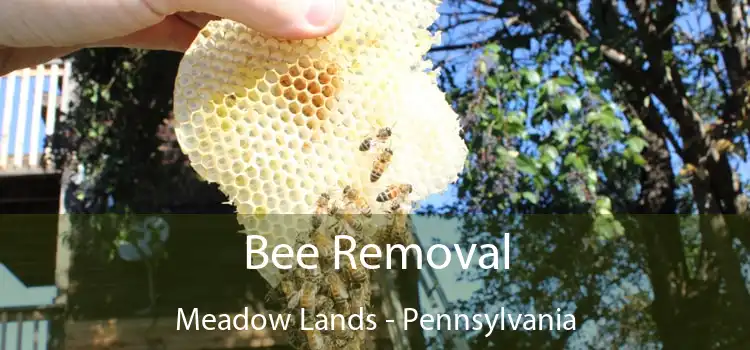 Bee Removal Meadow Lands - Pennsylvania