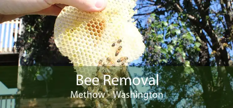 Bee Removal Methow - Washington