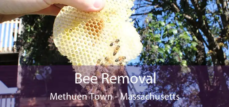 Bee Removal Methuen Town - Massachusetts