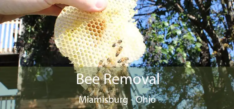 Bee Removal Miamisburg - Ohio