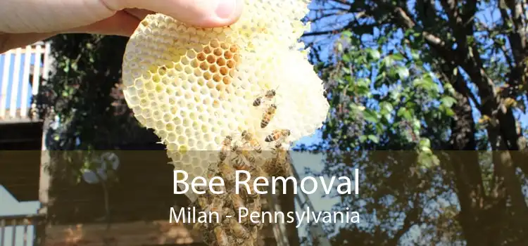 Bee Removal Milan - Pennsylvania