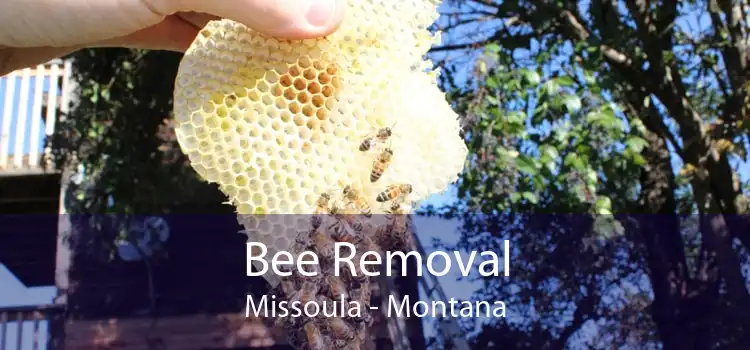 Bee Removal Missoula - Montana