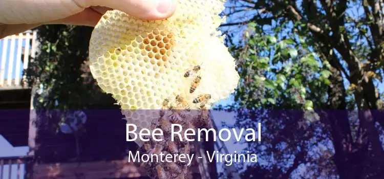 Bee Removal Monterey - Virginia