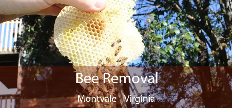 Bee Removal Montvale - Virginia