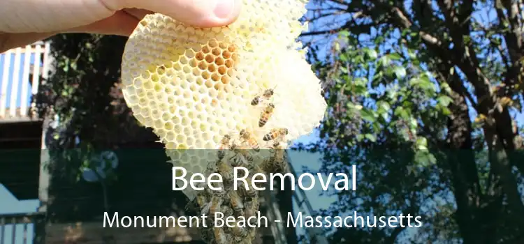 Bee Removal Monument Beach - Massachusetts