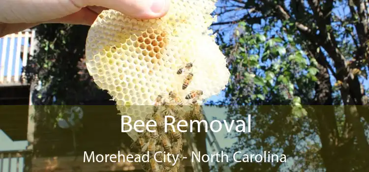 Bee Removal Morehead City - North Carolina