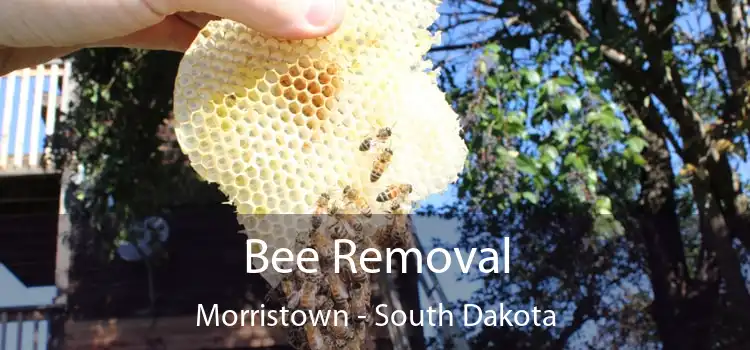 Bee Removal Morristown - South Dakota