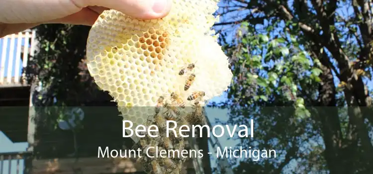 Bee Removal Mount Clemens - Michigan