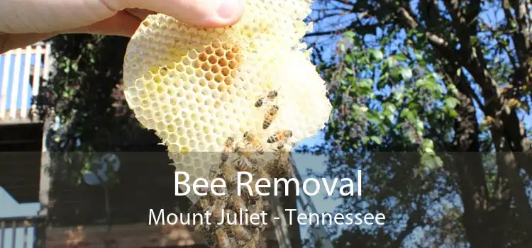 Bee Removal Mount Juliet - Tennessee