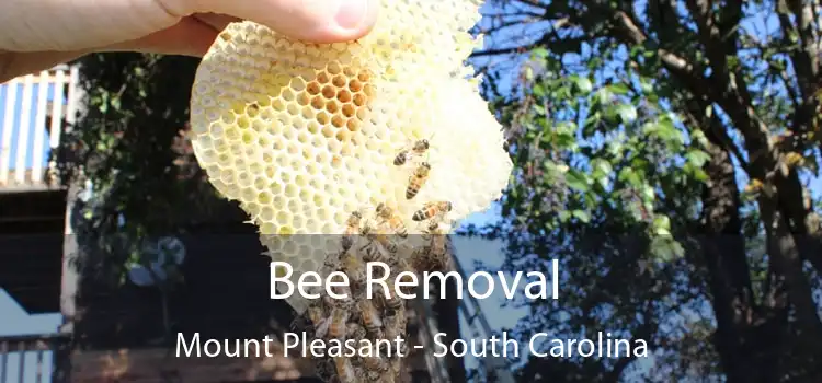 Bee Removal Mount Pleasant - South Carolina