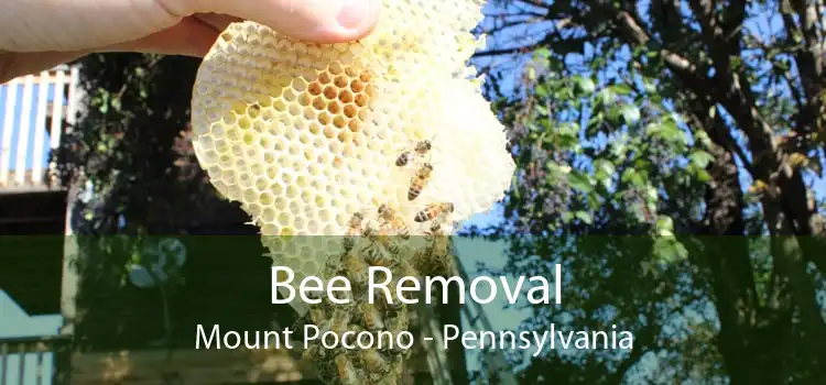 Bee Removal Mount Pocono - Pennsylvania