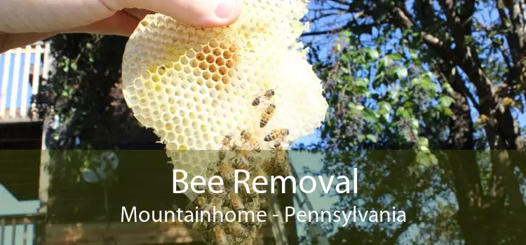 Bee Removal Mountainhome - Pennsylvania