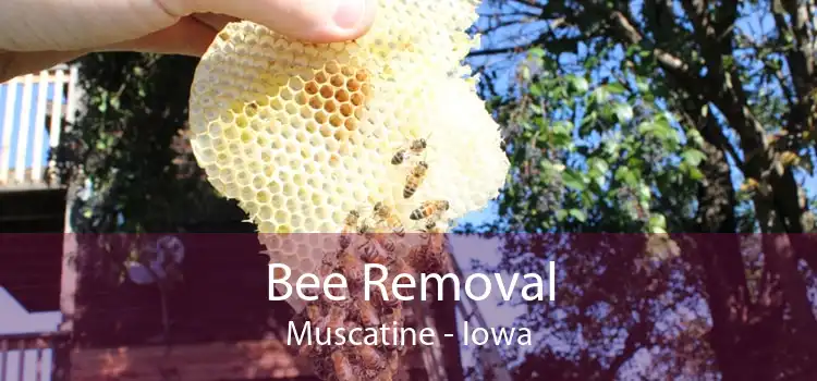 Bee Removal Muscatine - Iowa