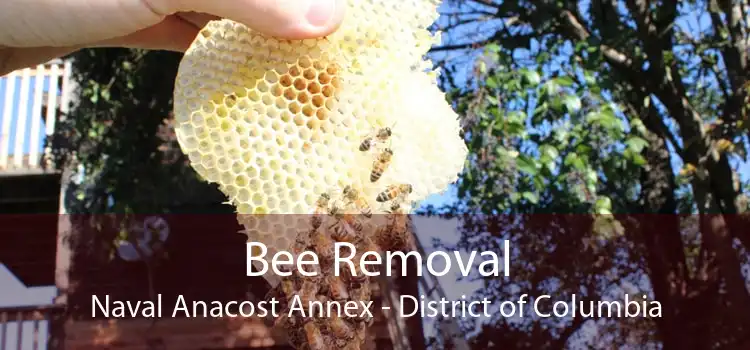 Bee Removal Naval Anacost Annex - District of Columbia