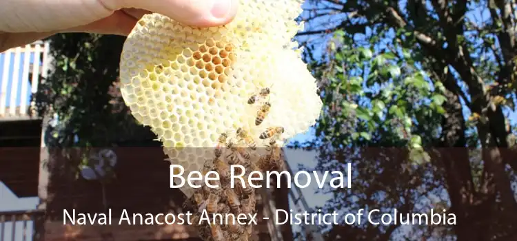 Bee Removal Naval Anacost Annex - District of Columbia