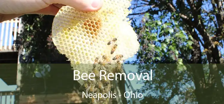 Bee Removal Neapolis - Ohio