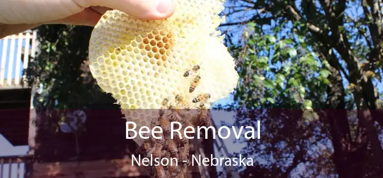 Bee Removal Nelson - Nebraska