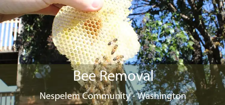 Bee Removal Nespelem Community - Washington