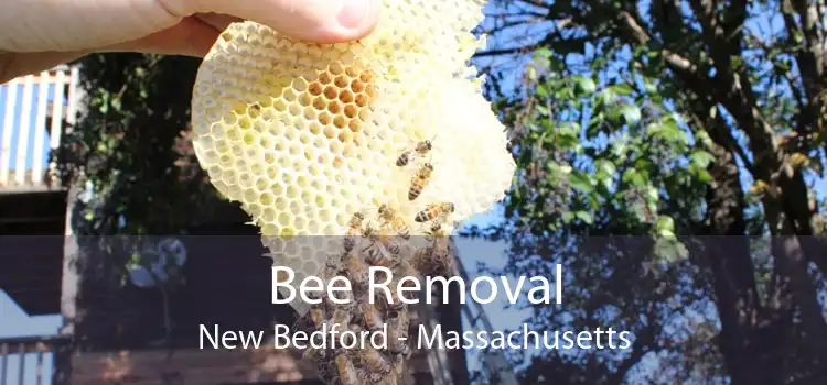 Bee Removal New Bedford - Massachusetts