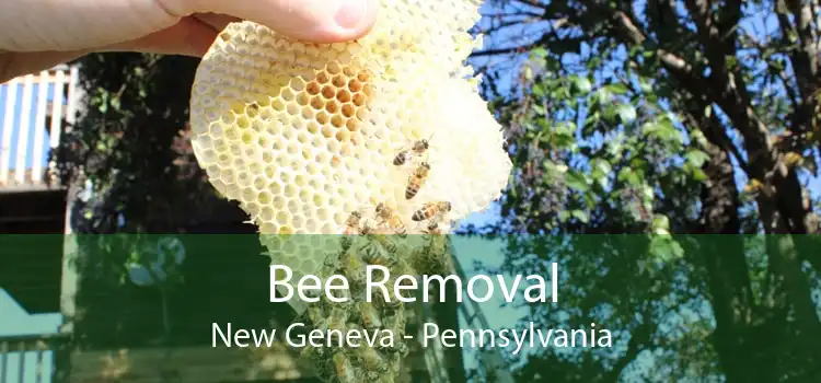 Bee Removal New Geneva - Pennsylvania