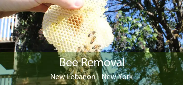 Bee Removal New Lebanon - New York