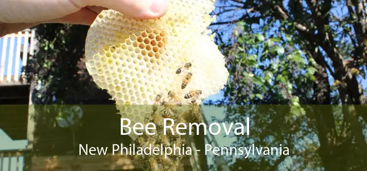 Bee Removal New Philadelphia - Pennsylvania