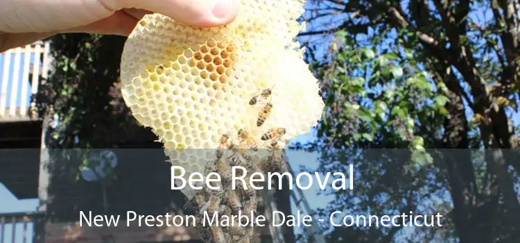 Bee Removal New Preston Marble Dale - Connecticut