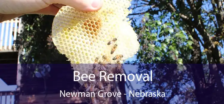 Bee Removal Newman Grove - Nebraska