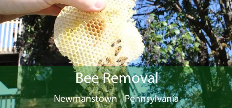Bee Removal Newmanstown - Pennsylvania