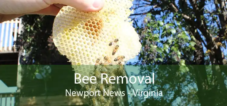 Bee Removal Newport News - Virginia