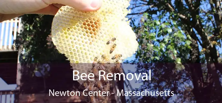 Bee Removal Newton Center - Massachusetts