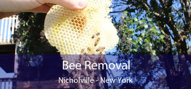 Bee Removal Nicholville - New York