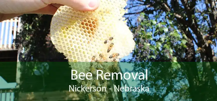 Bee Removal Nickerson - Nebraska
