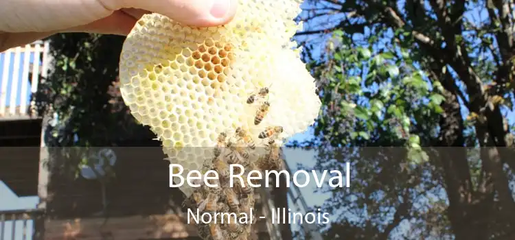 Bee Removal Normal - Illinois