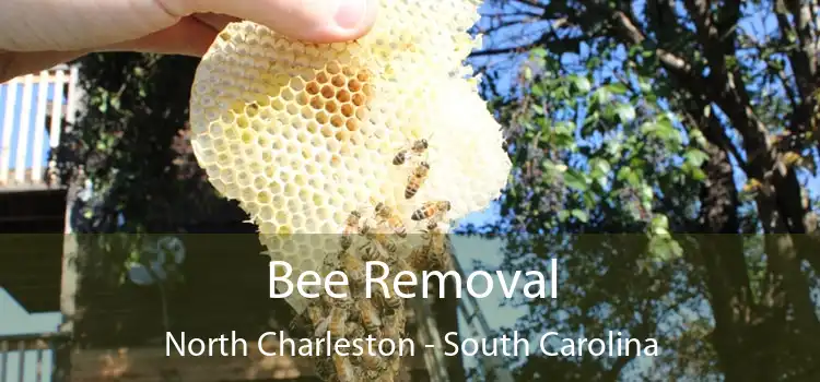 Bee Removal North Charleston - South Carolina