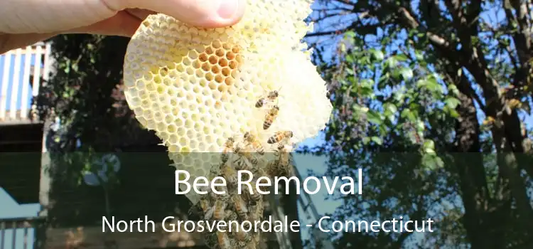 Bee Removal North Grosvenordale - Connecticut