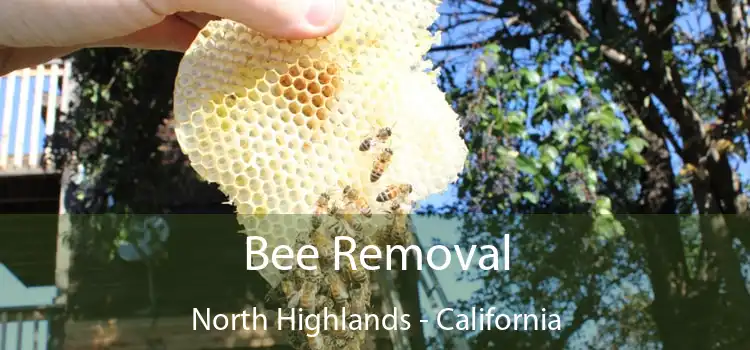 Bee Removal North Highlands - California