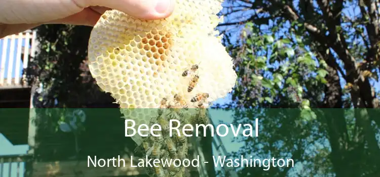 Bee Removal North Lakewood - Washington